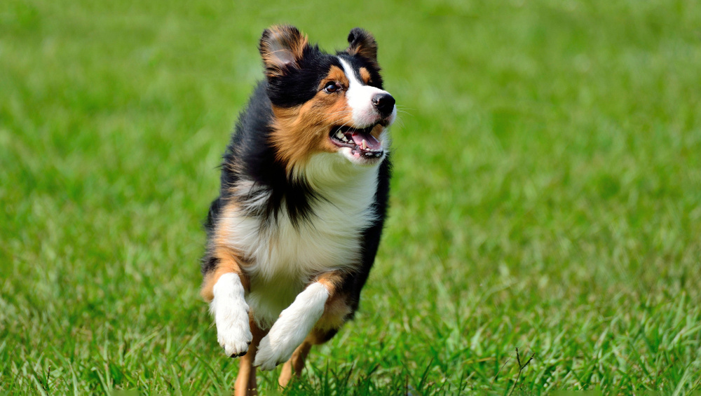     Фото: WEI LING CHANG/Shutterstock/FOTODOM