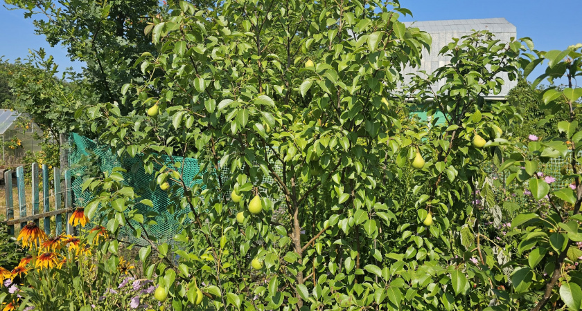    Фото progorod43.ru