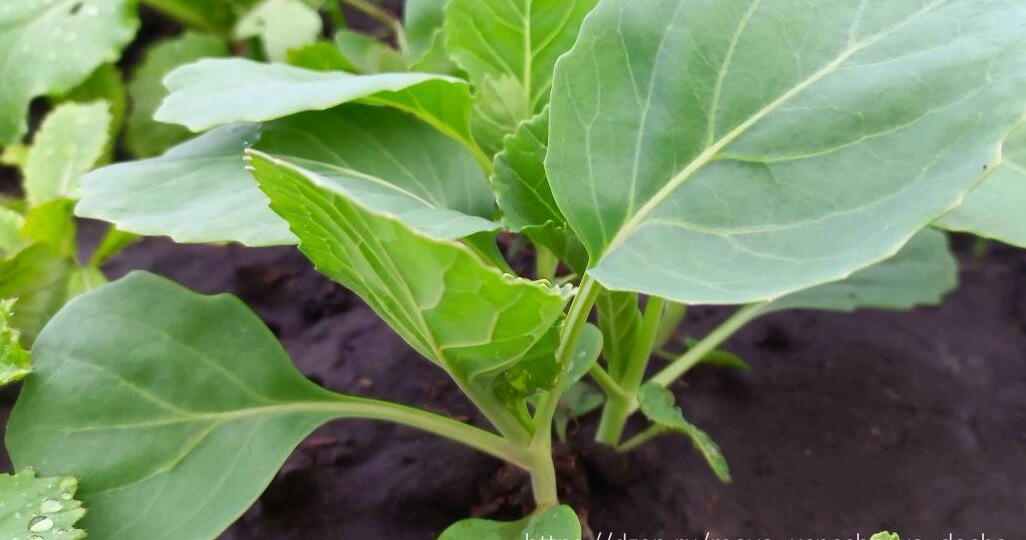 Сроки посева Капусты на рассаду в 2026 году, для получения раннего урожая