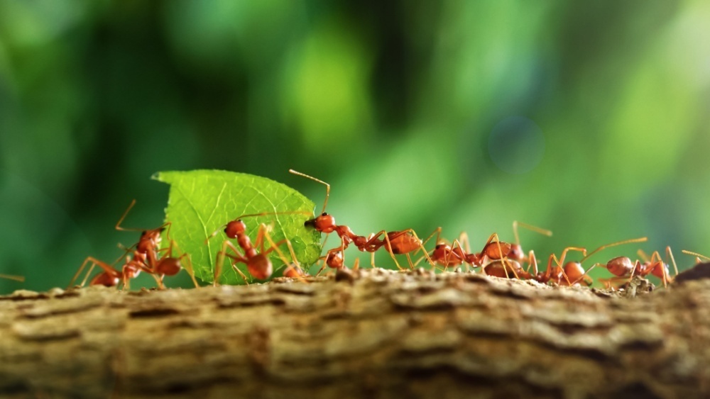     Фото: Oasishifi/Shutterstock/FOTODOM