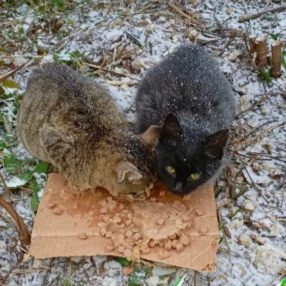 Мой Назар с братом, до того как попал ко мне