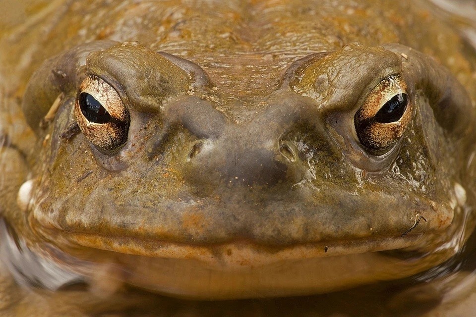    В Британии на полтора месяца перекроют улицу, чтобы помочь жабкам перейти ее EAST NEWS