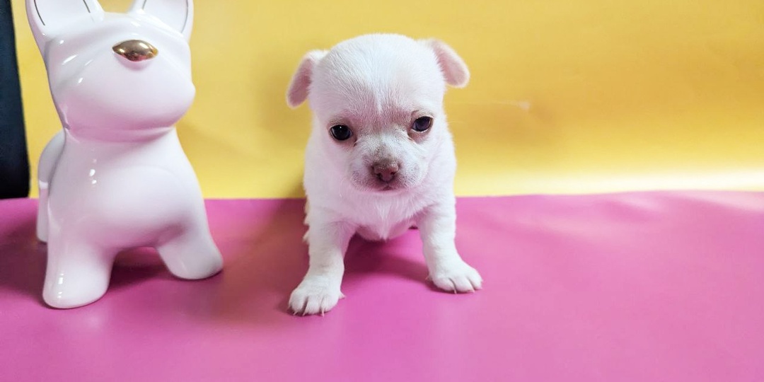 Малышка Тиара не спеша ищет ❤️ семью, вся информация на нашем сайте chihua.by