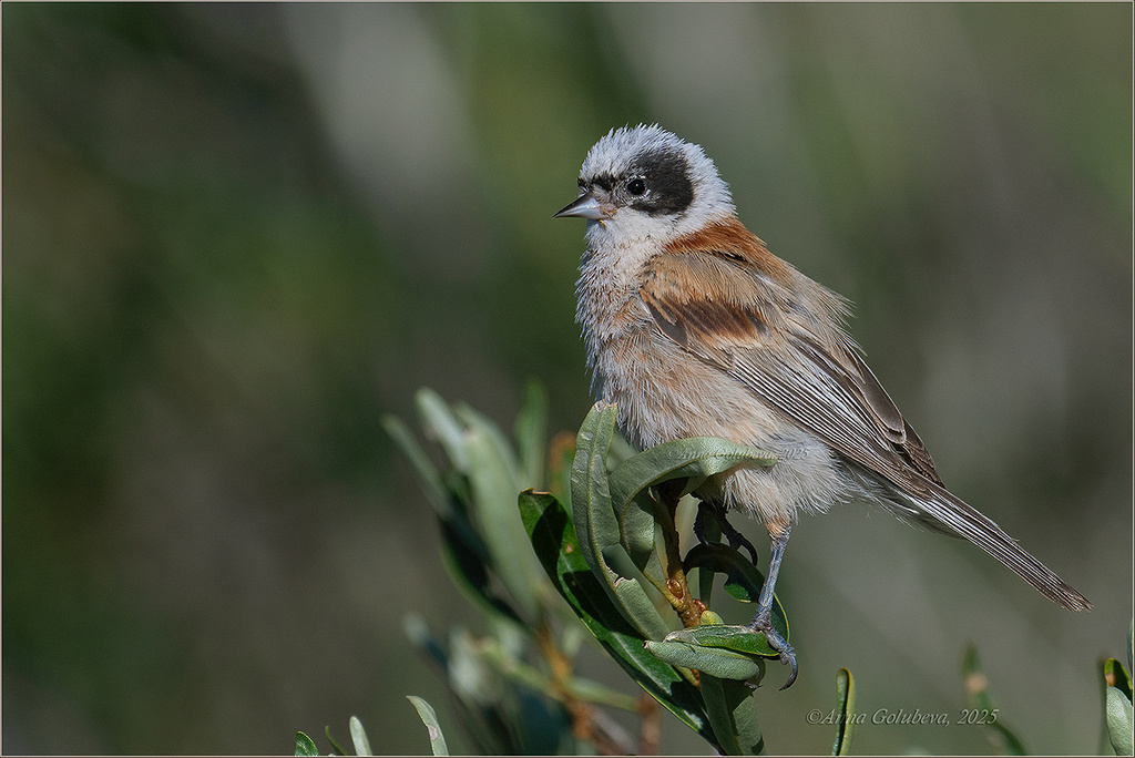 фото Анны Голубевой