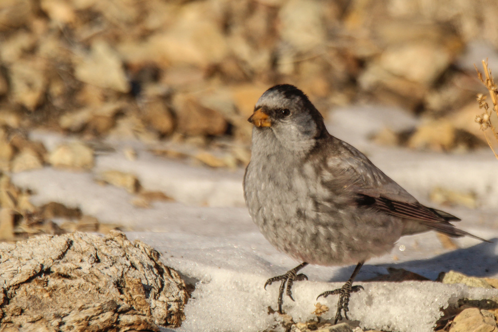фото Андрея баздырева