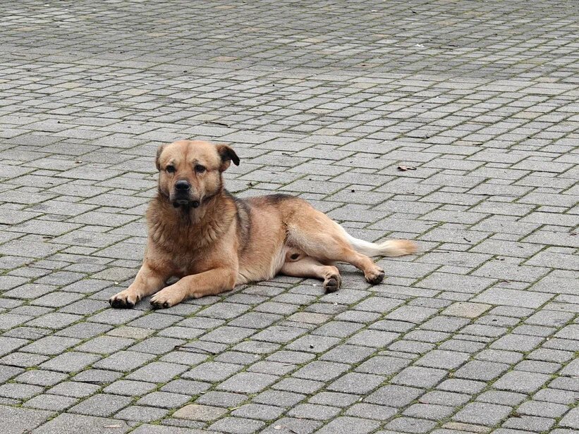    Фото: Юрий Серебренников/BFM Кубань