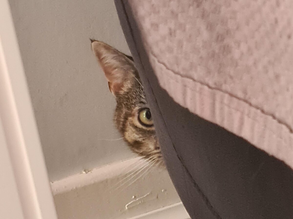 Выглядывает