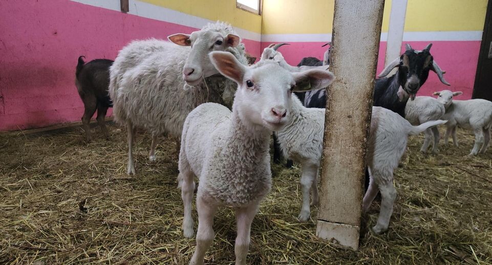    МедиаБанк Подмосковья/Екатерина Морозова