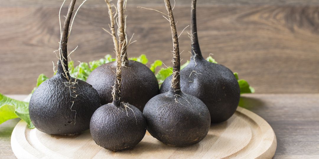 Черная редька: золотая находка, чтобы без болезней пережить межсезонье