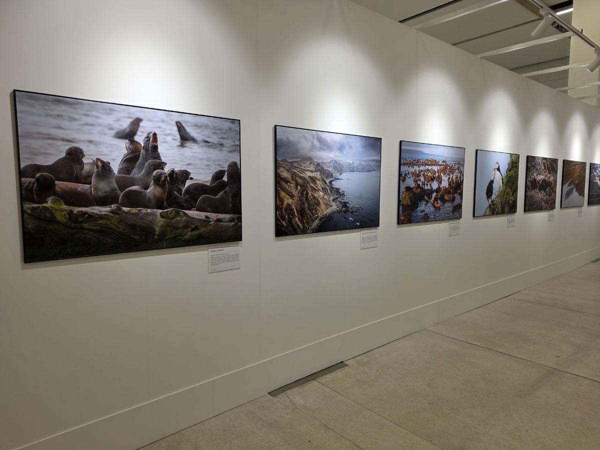 Работы участников фестиваля природы «Первозданная Россия»