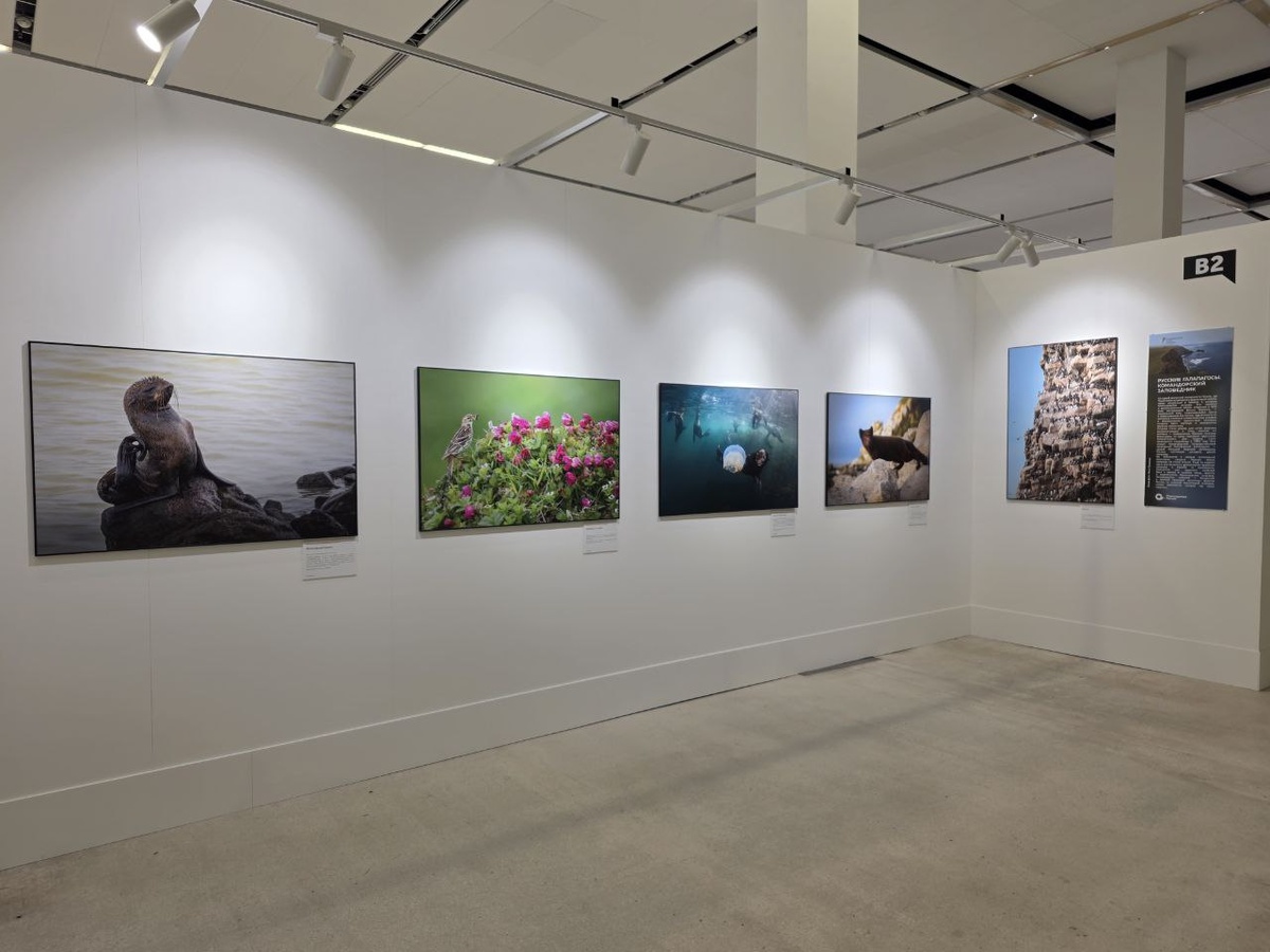 Работы участников фестиваля природы «Первозданная Россия»