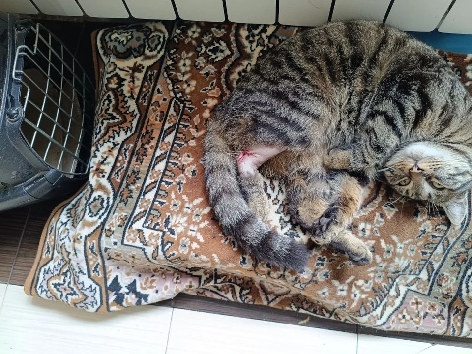    Котик ласковый и игривый. Фото: Мария Полякова. Источник: vk.com/zelenstroyalta