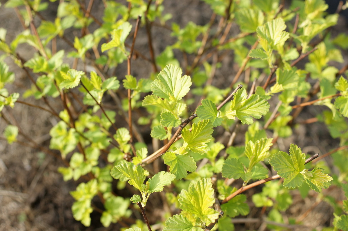 25 апреля. Сама нежность.
