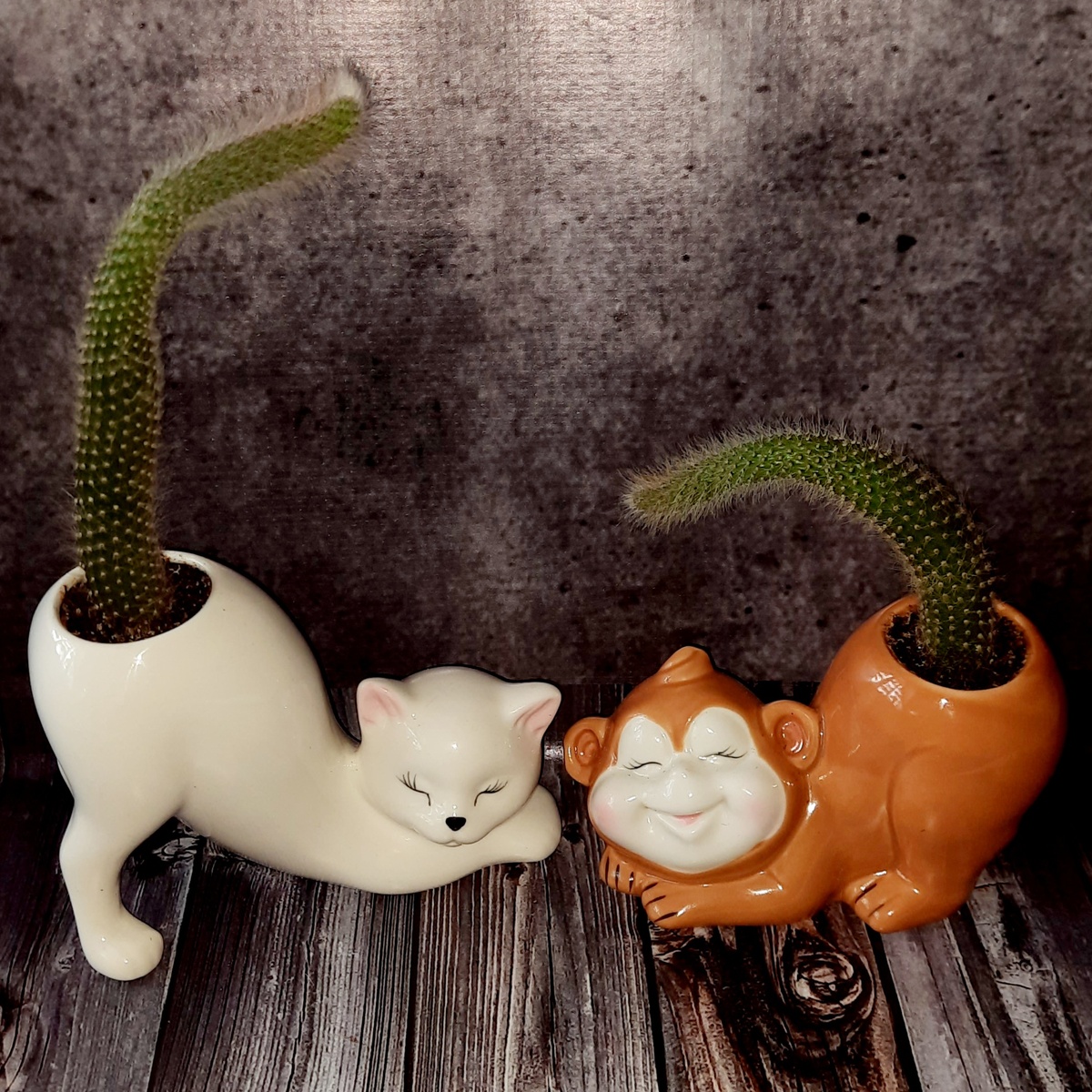 Кактус - Обезьяний хвост