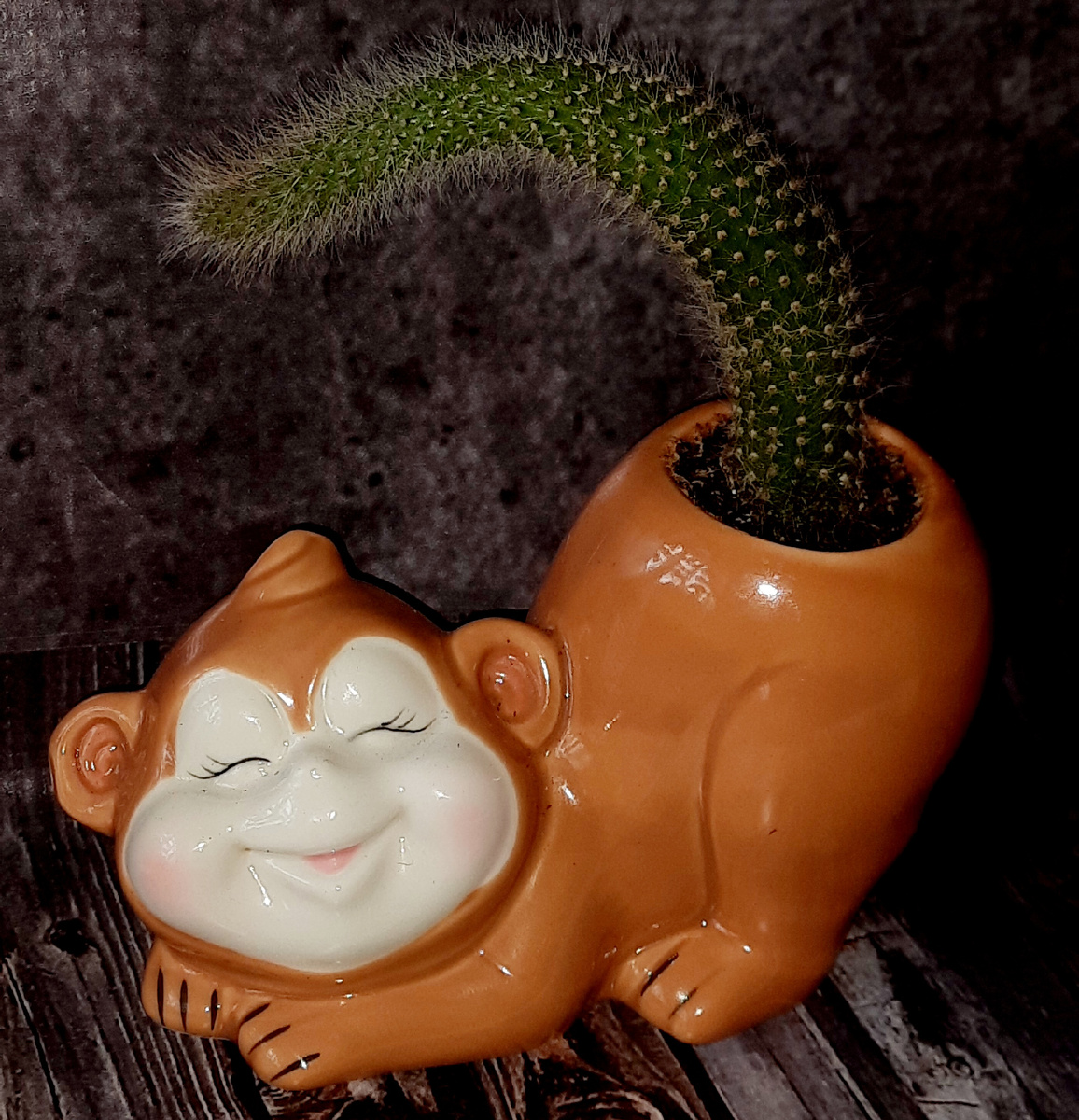 Кактус - Обезьяний хвост