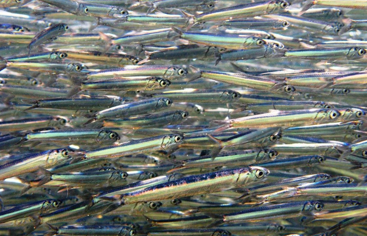 Фото t.me/rasofficial