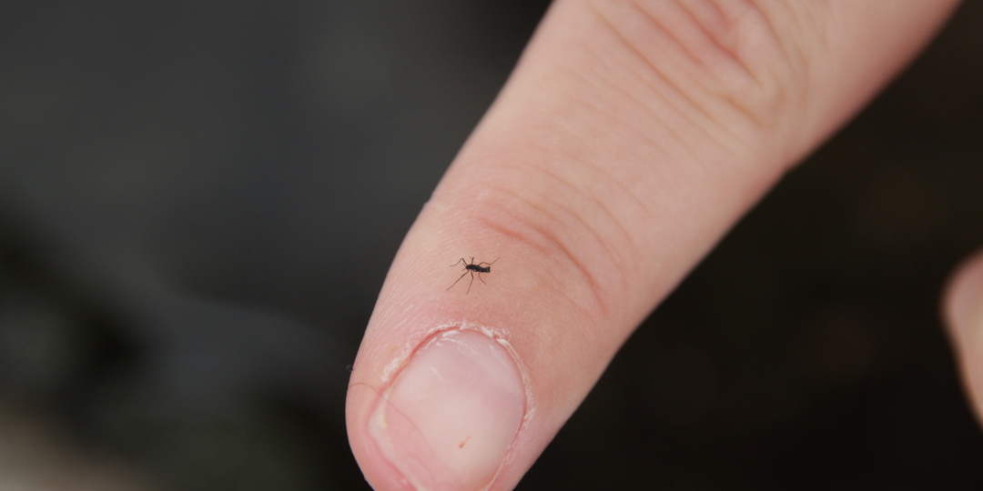 Антарктический комар: Единственное насекомое Южного полюса