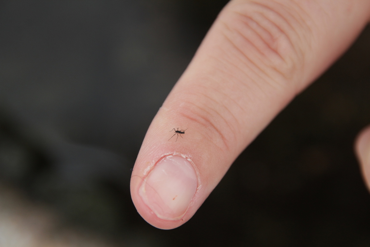 Ну да, размер смешной...Но в Антарктике очень холодно! 