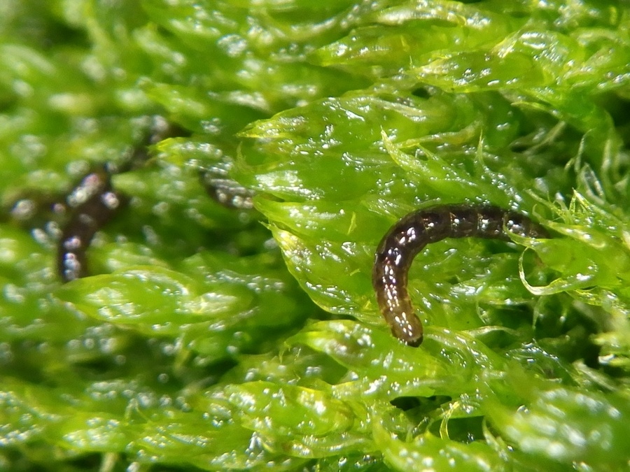 Мотыль как мотыль. 