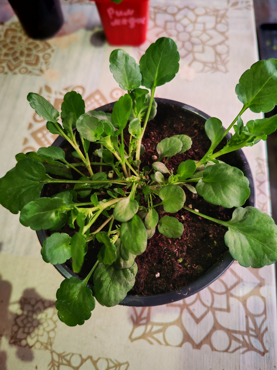 Виолы ампельные в рассаде февраль