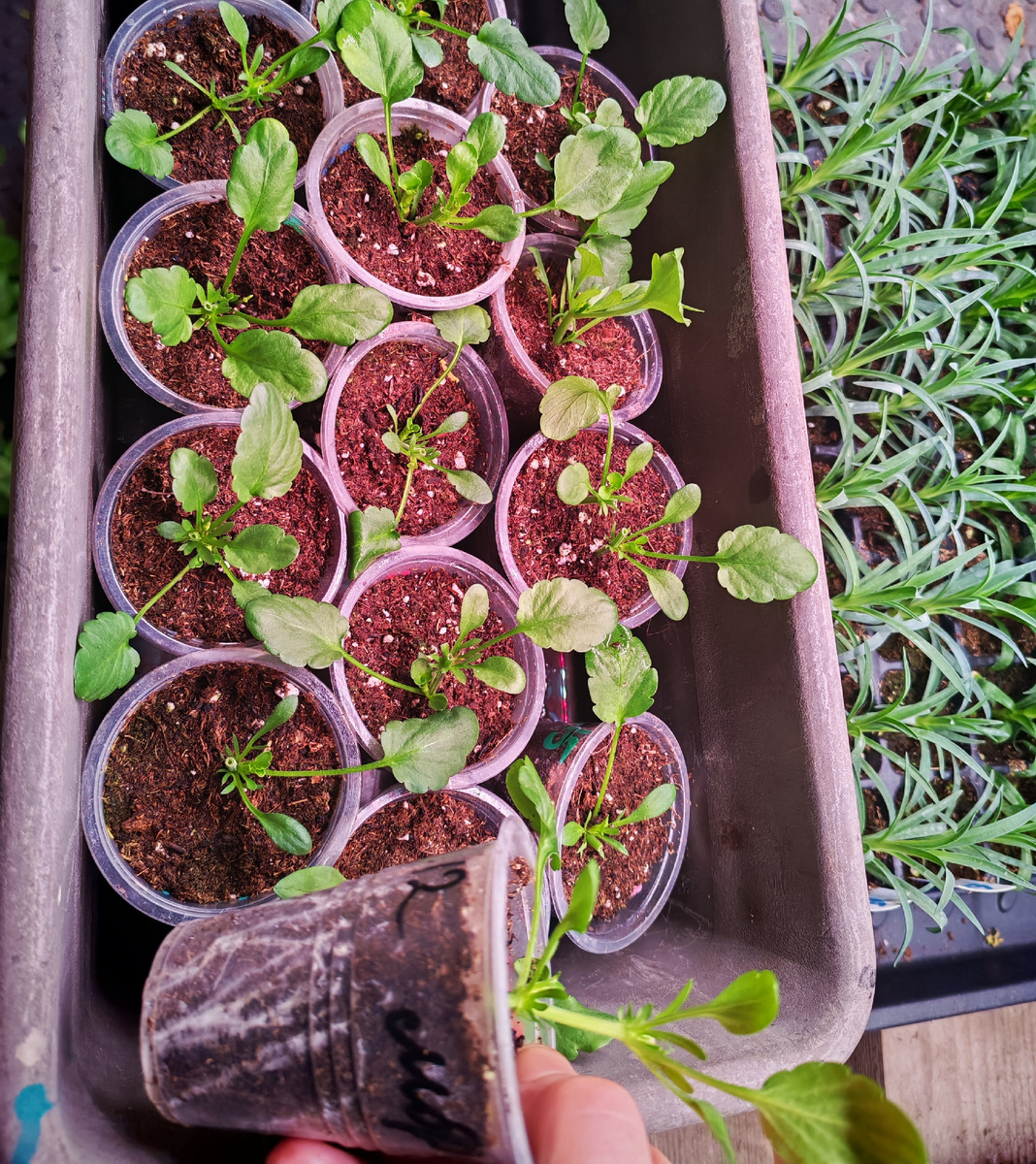 Укоренение черенков виолы ампельной январь, февраль