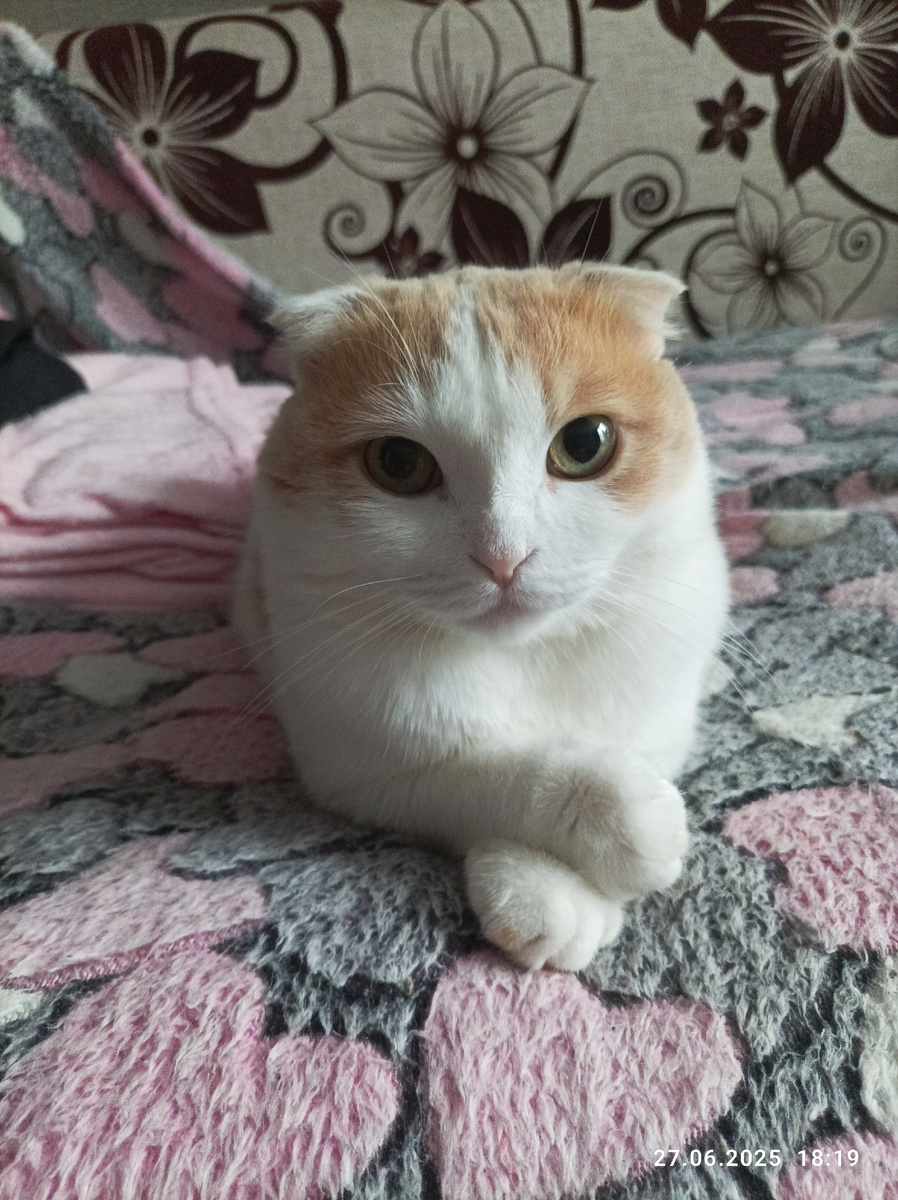 Здравствуйте, я Пирожбек , и автор живёт у меня со всем своим семейством. 