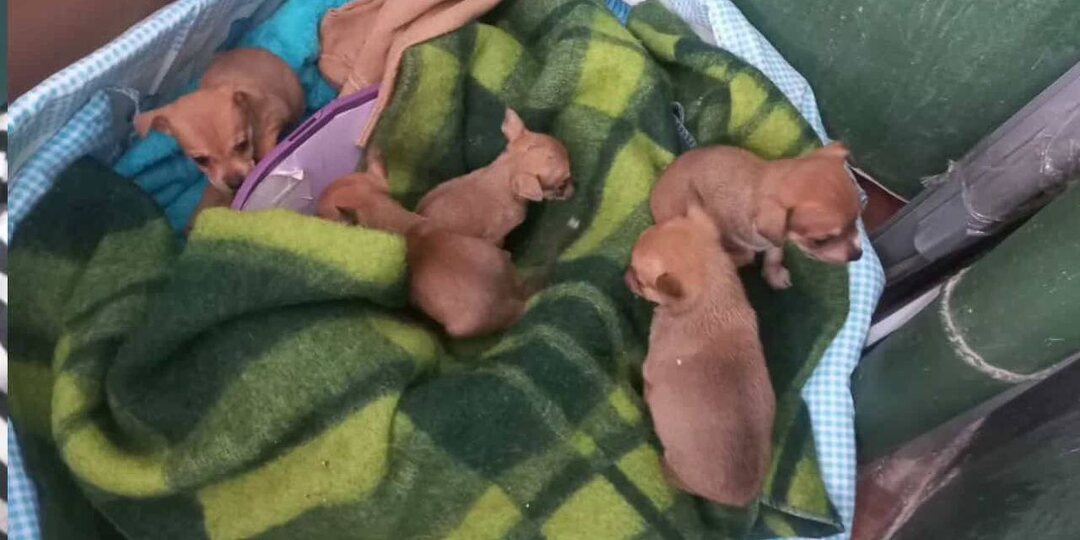 Добрый вечер! Прошу опубликовать этот пост, не могу смотреть на это, больно