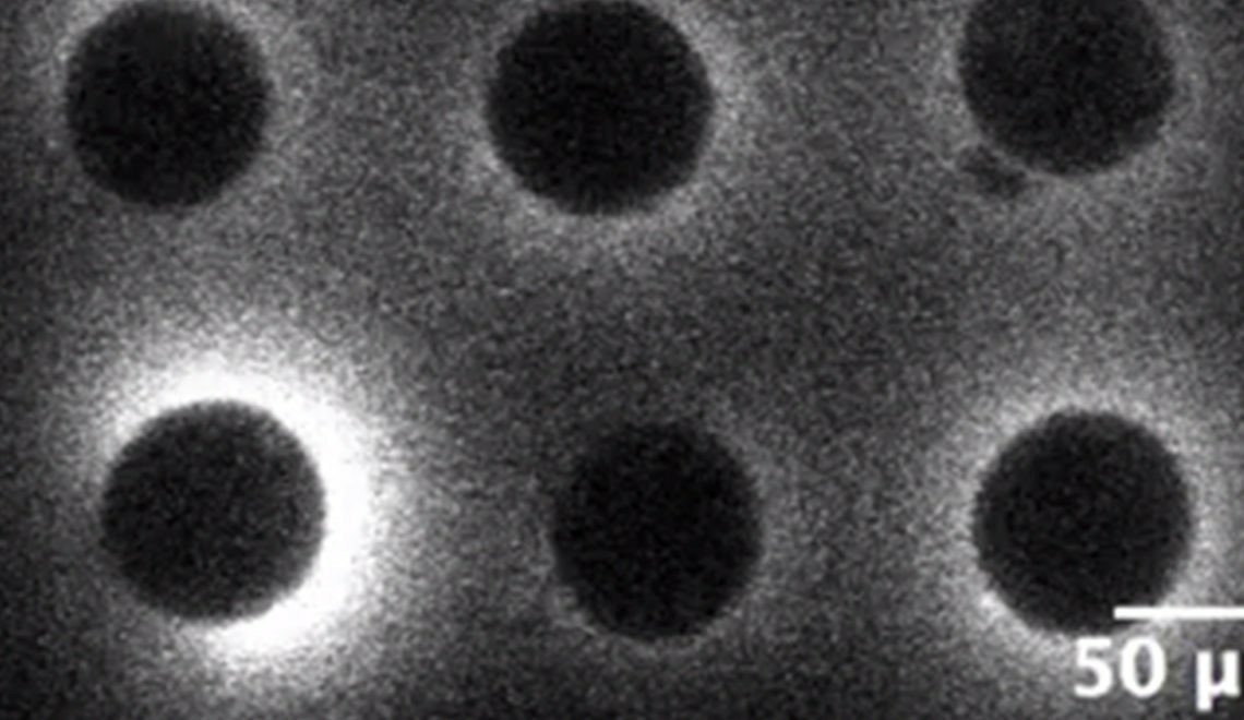 Свечение-момент оплодотворения.