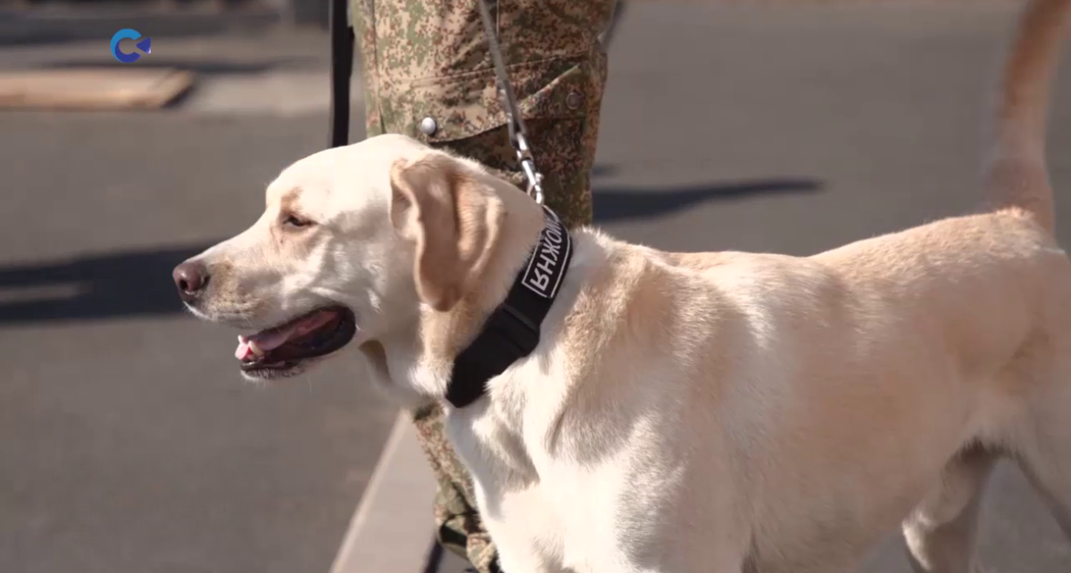    Фото с сайта sampotv360.ru