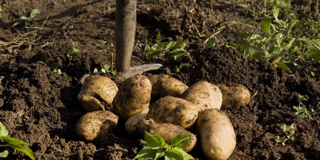 Не просто бросить клубень: философия «посадочной тарелки» для картофеля