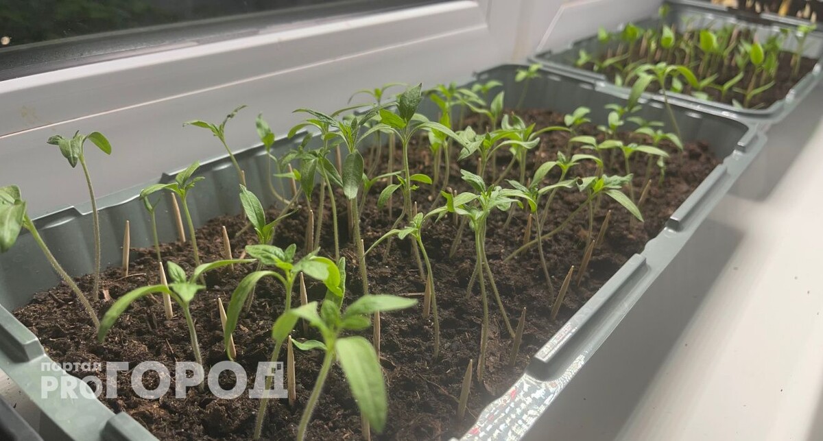    из архива "Про Город"