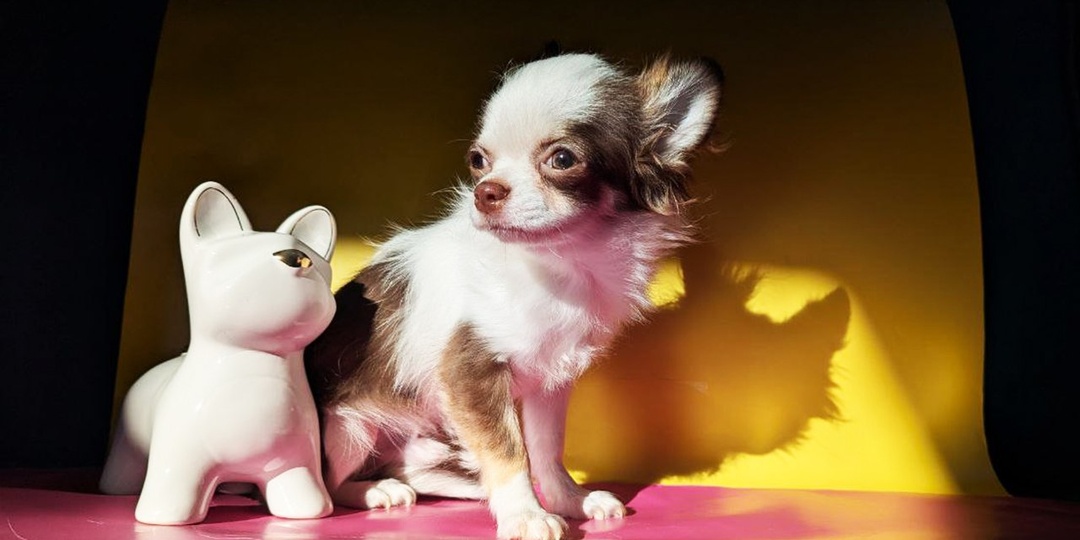 Джокер , готов к переезду в новую семью, полностью привит, чипирован, международный вет паспорт, родословная FCI, сделаны титры на антитела