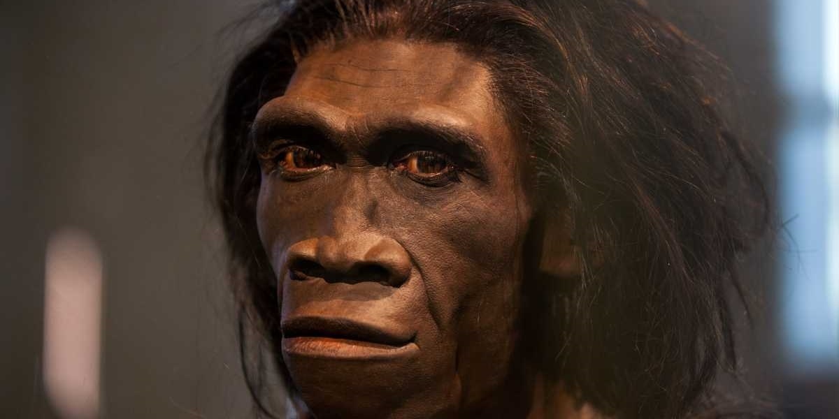 Homo erectus (человек прямоходящий)