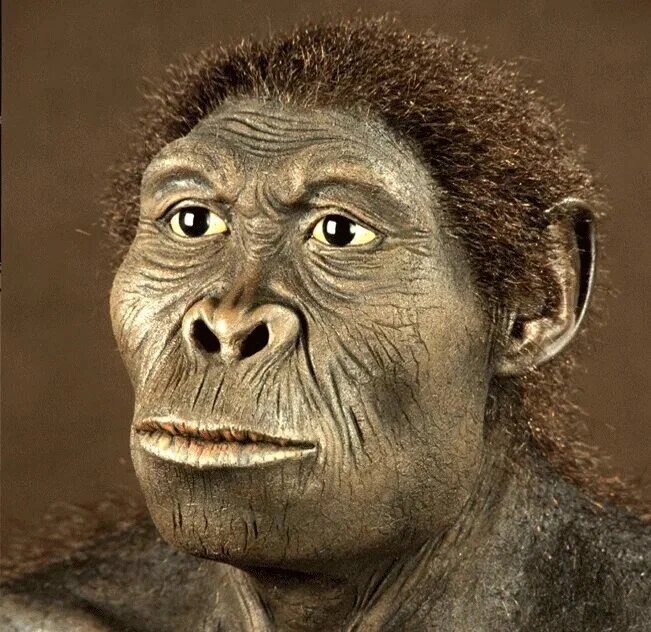 Homo habilis (человек умелый)