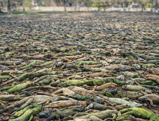 Игуанопад во Флориде: Тысячи рептилий вдруг заснули, заполонив весь город. Что произошло?