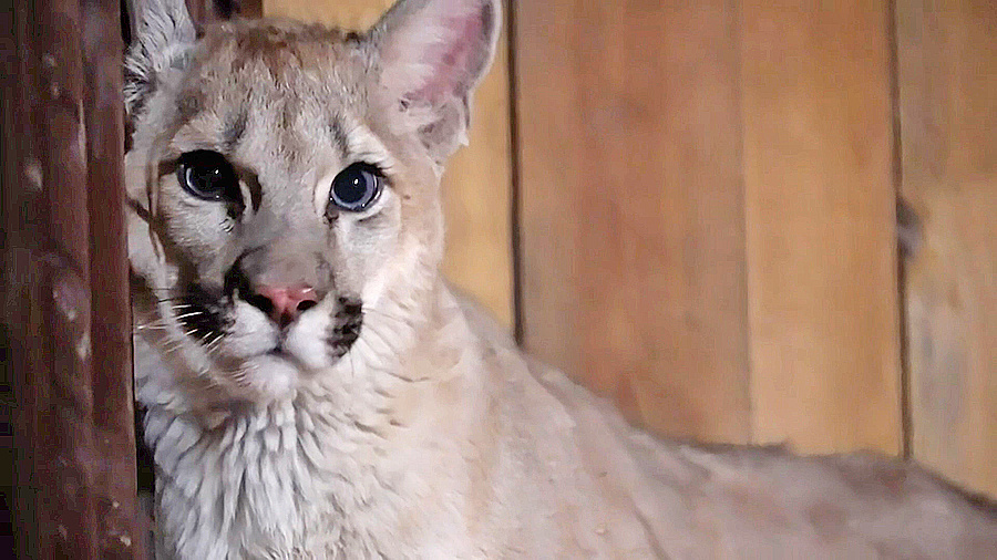    © АО "ТВ Центр"