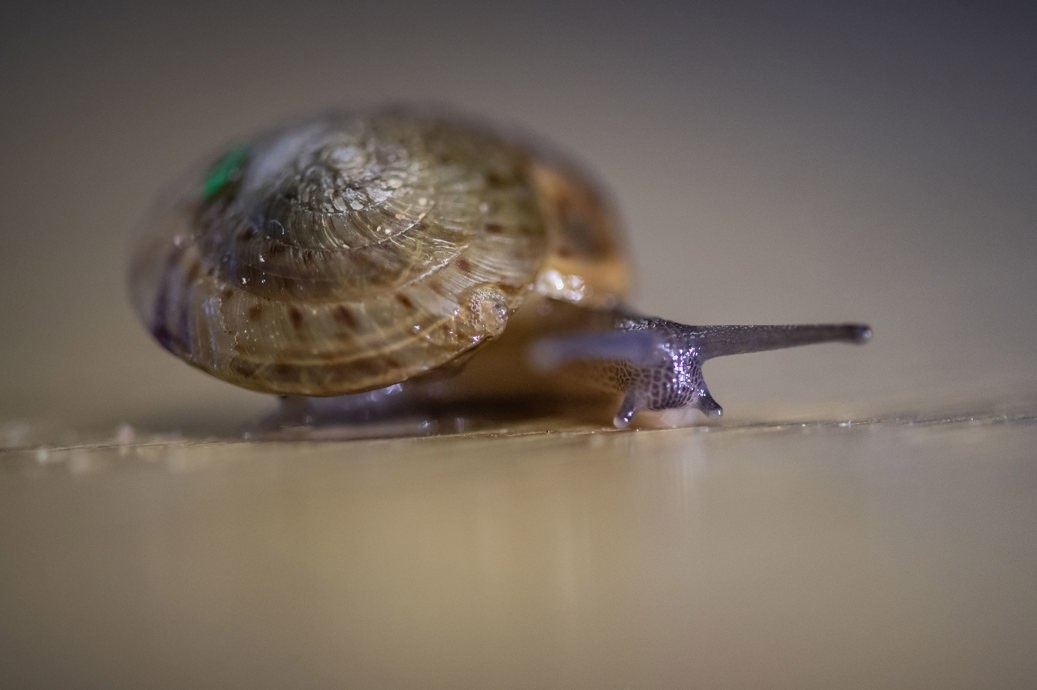 Источник фото: chesterzoo.org