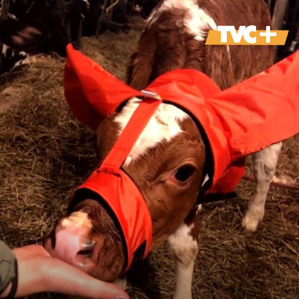 Телёнок в тёплых наушниках.