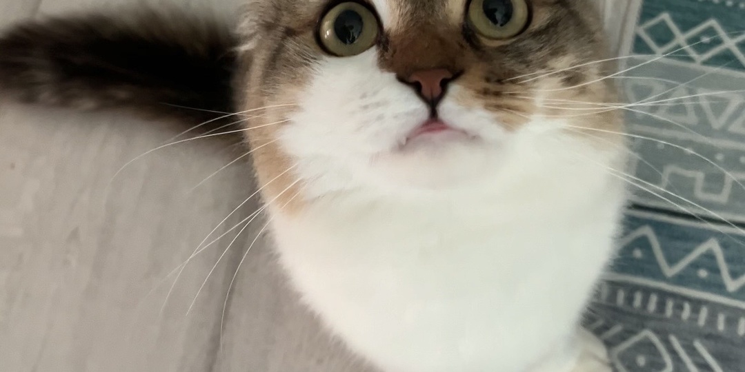 Злятся ли коты как и люди, если у них что-то не получается