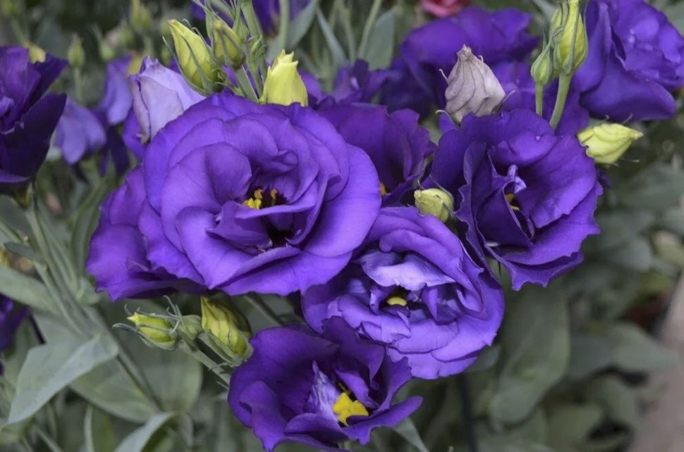 Эустома крупноцветковая Корелли Блю