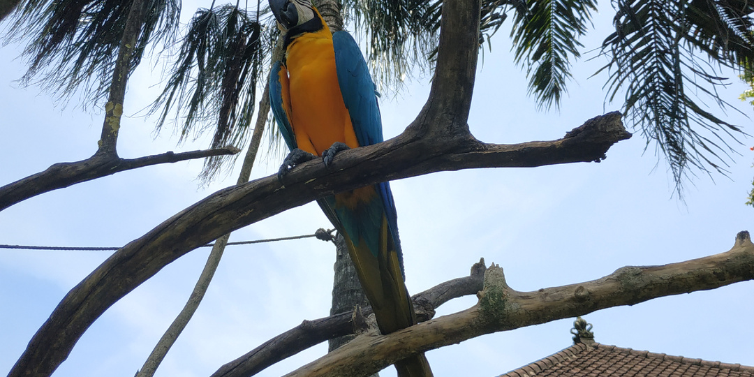 По острову Бали на машине или.... 12 дней вокруг Бали