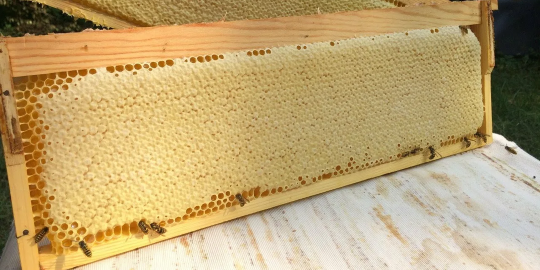 Думал, что мед уже готов, а в итоге чуть все не испортил! Рассказываю, как понять что мед созрел, как я собираю, откачиваю и храню мед.