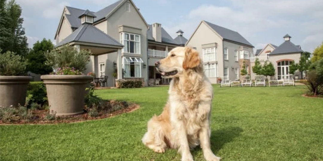 Какие собаки лучше подходят для квартиры, а какие для частного дома?