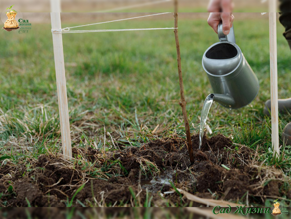 Весна — лучшее время для укоренения большинства плодовых культур