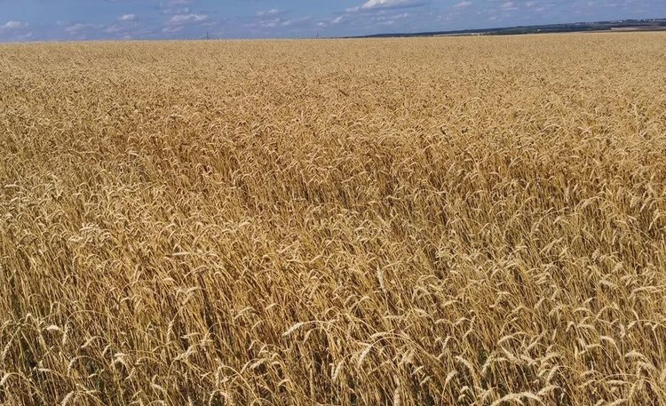    Фото: Лукьянов Дмитрий, AgroXXI.ru