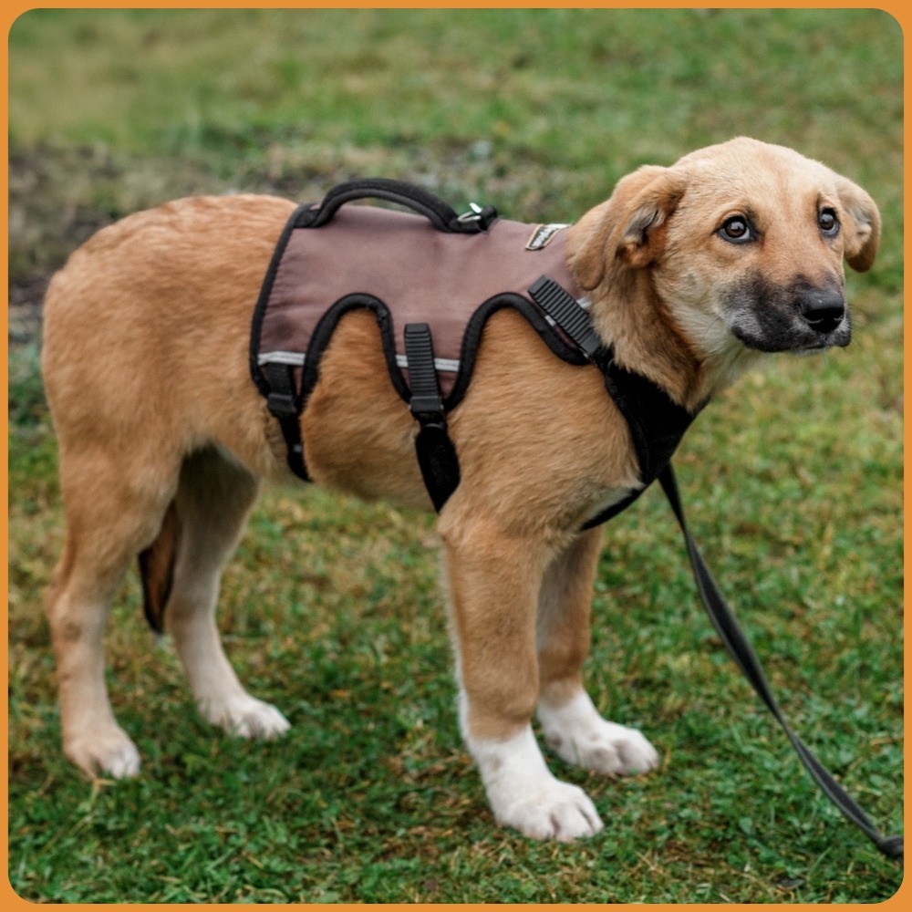 МОСКВА И МО
Отчаяние. Алисе очень сложно в приюте, она там не выдержит...ребёнок очень страдает.  
Алиса попала в приют 2 недели назад...ей всего 4 месяца. Была найдена среди щенков у поля, скорее всего от домашней нестерильной собаки, хозяева вот так безжалостно выкинули из машины.
  Здорова, ласкова, красива и очень напугана.
Алису можно к кошкам, можно к собакам, можно к деткам, она доброжелательная и полюбит всех всей своей душой... Лишь бы нашлась семья... Хорошо ходит на поводке, если знакомое место, иначе боится. Такому тихому, робкому ребенку очень сложно в приюте... ей очень нужна поддержка. Алиса очень ориентирована на человека... даже слишком... Без человека ей плохо. Ведь она все понимает и на этих фото перед приютом понимала, что ее сдают и никто не поможет... неужели никто не спасёт... Это отчаяние... Такой ручной девочке просто невыносимо в приюте...
Позвоните Алисе! Она так хочет домой!
  +7917 578-80-86 и +7910 418-32-32 
#foto_hvost #фотохвост #помогаю_информационно_щенок_Алиса
фотоархив: https://vk.com/album-171116447_308399629
ссылка для репостов: https://vk.com/wall-171116447_79752

