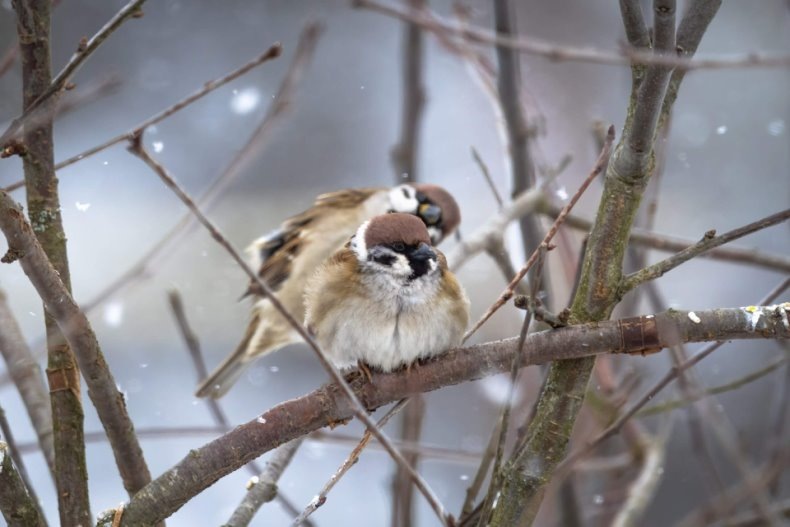 СЕРГЕЙ ПЕТРОВ: «ПОКА ИСКУССТВЕННЫЙ ИНТЕЛЛЕКТ ПЛОХО ДОХОДИТ ДО КУСТОВ С ВОРОБЬЯМИ». ВСЁ О ПТИЧЬЕЙ ПЕРЕПИСИ В ПЕТЕРБУРГЕ
