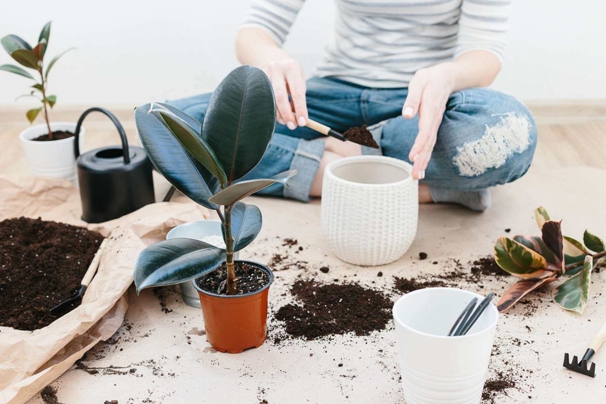 пересадка фикуса