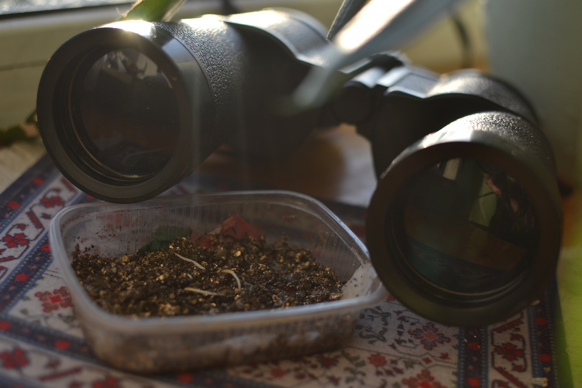 Проросшие семена яблонь и весна уже не за горами