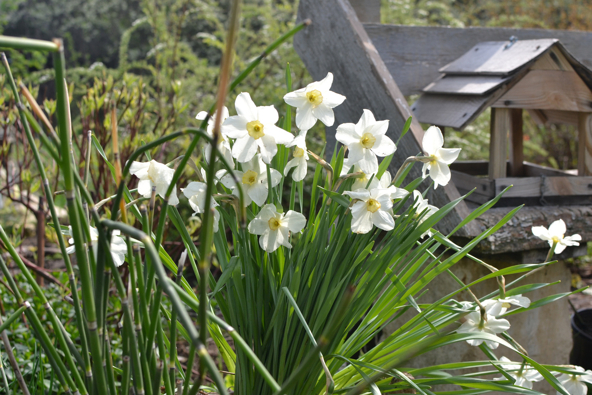 Весна, нарциссы - и больше ничего не нужно. Почти... Листайте, там еще несколько весенних дразнящих фотографий